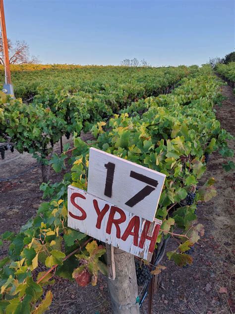 Gallery | Laguna Canyon Winery