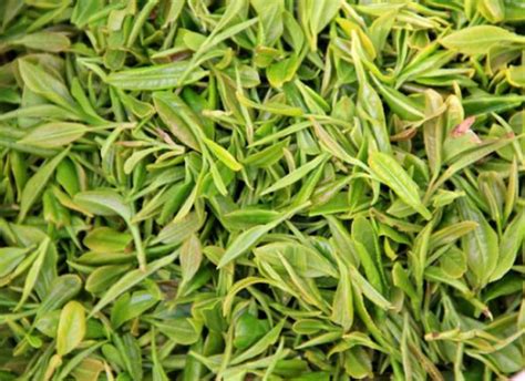 海青綠茶多少錢一斤 2020海青茶的功效及最新價格介紹