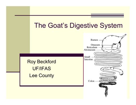 Image result for Goat Digestive System
