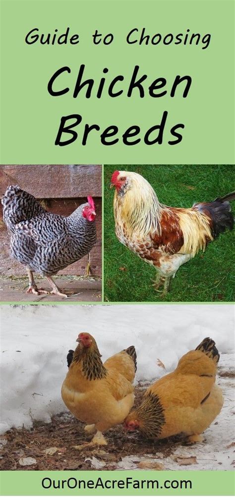 Image result for Chicken Fried Tutorial