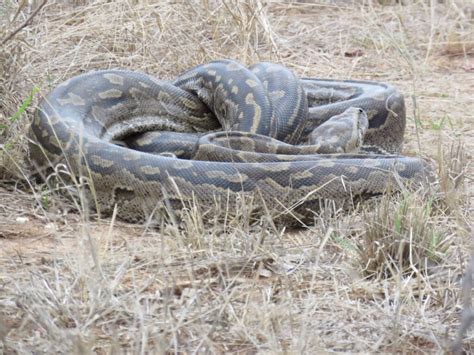 Python Eats Hyena 的图像结果