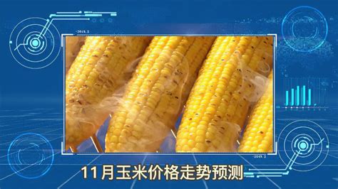 11月玉米价格走势预测