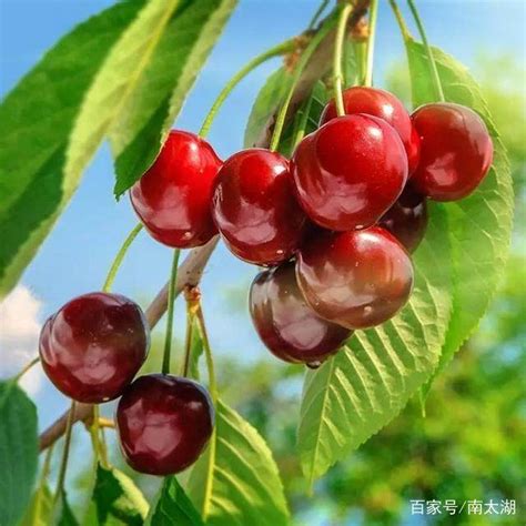 又到一年樱桃季，中国的樱桃到底哪里的最好吃？