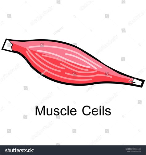 Image result for Muscle Cell Cartoon