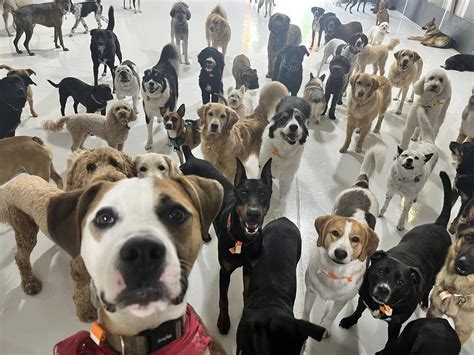 Image result for Go Fetch