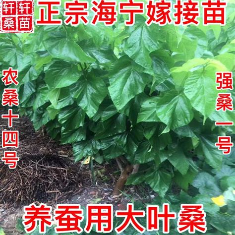 养蚕的桑树是什么品种,蚕喜欢吃的桑树品种,桑树品种大全(第5页)_大山谷图库