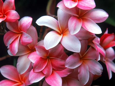 Hawaiian Flowers Wallpapers - Flowers