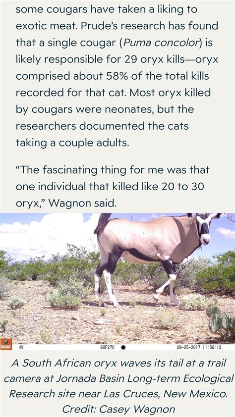 Cougars in New Mexico have been readily hunting introduced gemsbok/oryx ...