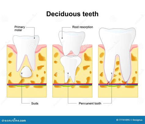 Wobbly Permanent Tooth