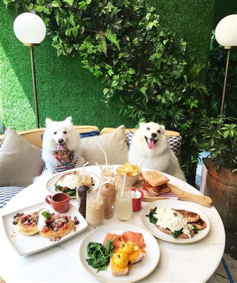 Pet-Friendly Cafes in Dubai: Enjoy Coffee with Your Furry Friends