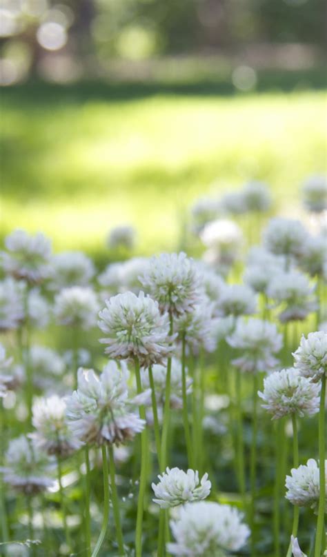 Download wallpaper field, summer, the sun, flowers, section nature in ...