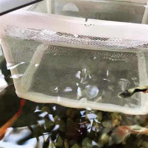 Buy Aquarium Fry Hatchery Net Fish Hatchery Breeder Box Fry Hatchery ...