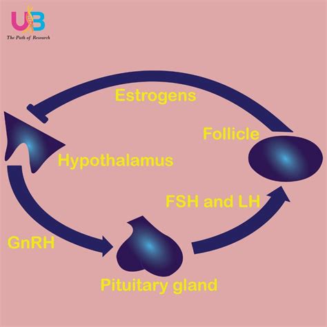 Estradiol: The Crucial Hormone in Reproductive Vigor