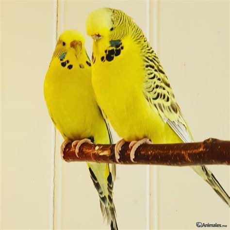 Periquito inglés - Animales.me