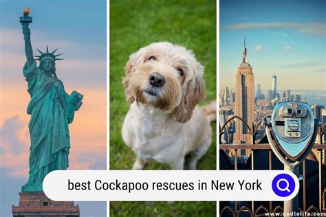 Image result for Cockapoo Rescue Dogs