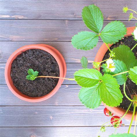 How to grow strawberries in pots – our easy guide to…