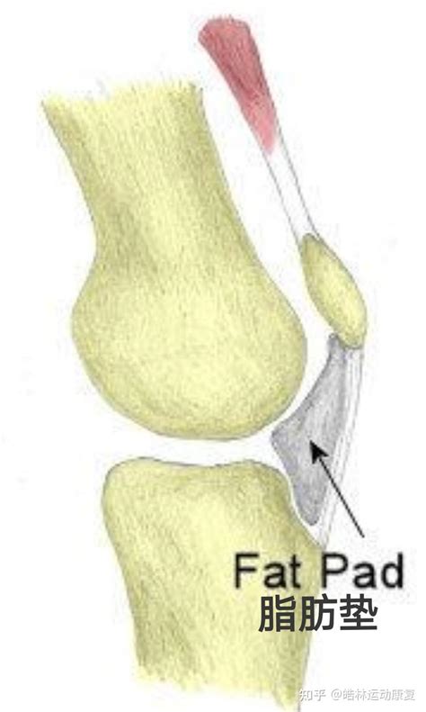 胫骨粗隆 的图像结果