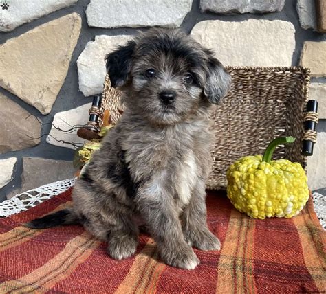 Miniature Australian Shepherd Toy Poodle Mix at Scott Sommer blog