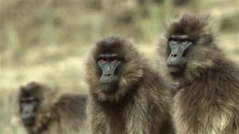 Image result for Python Queens Episode 1 Zim Comedy