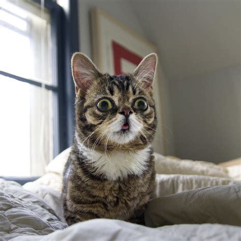 Cute Down Syndrome Animals