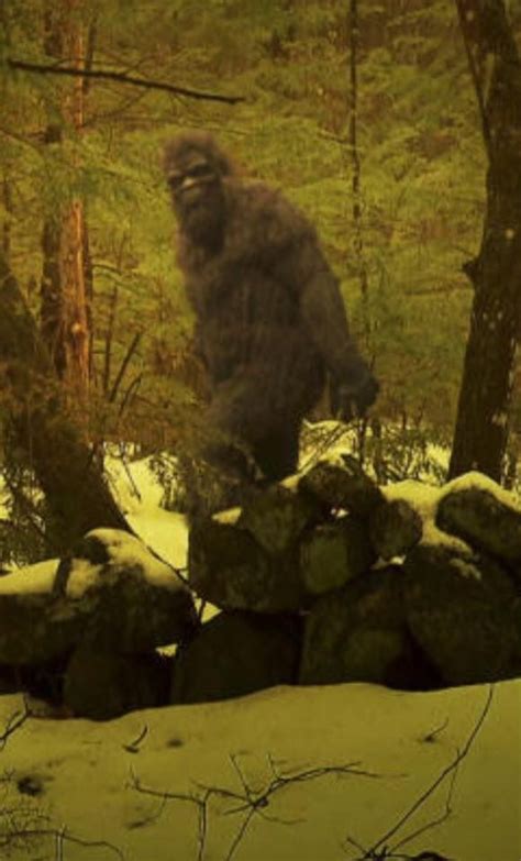 Image result for Bigfoot Found Alive