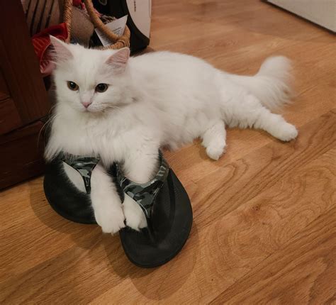 Rezultat imagine pentru Modeling Flip Flops