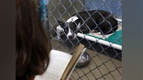 Florida inmates and work crews set to comfort dogs for July 4 during ...