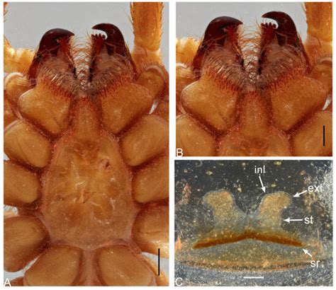 On Some Rare Mygalomorph from Ecuador, with the Description of 16 New ...