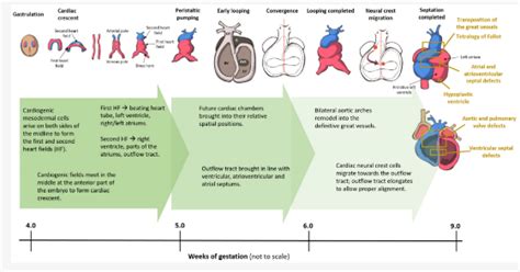 Image result for Mouse Embryo Heart Development