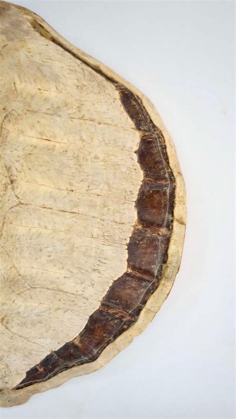 Sea Turtle Shell 的图像结果