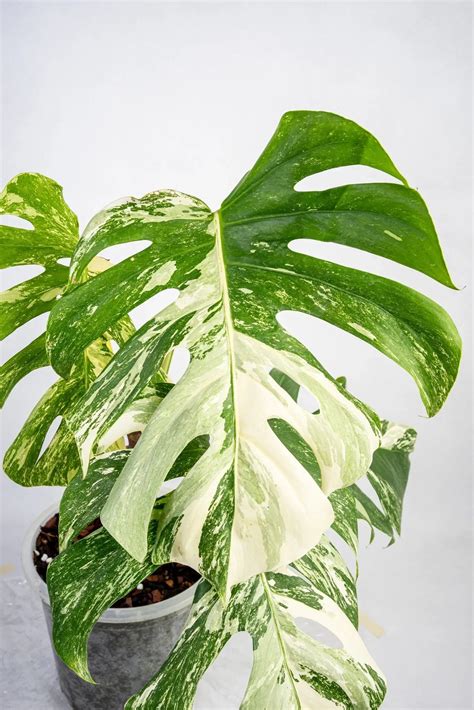 What is a variegated plant? / Get back the variegation from reverted p – Thai Exotic Greenery