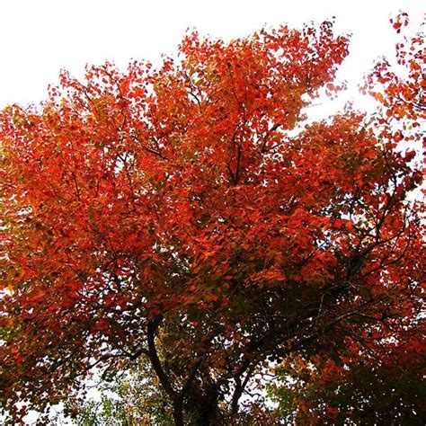 Buy Sapium Sebiferum, Chicken Tree - 0.5 kg Seeds online from ...