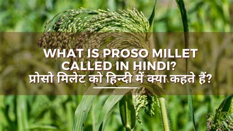 what is proso millet called in hindi? प्रोसो मिलेट को हिन्दी में क्या ...