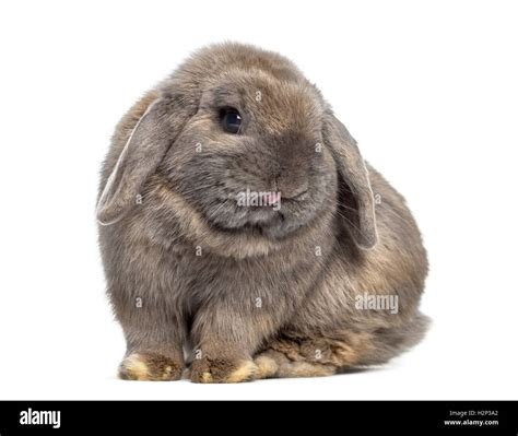 Holland Lop Rabbit High Resolution Stock Photography and Images - Alamy