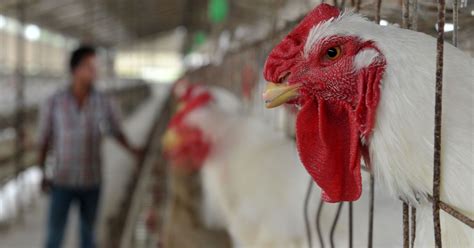 Colistin antibiotic is fed to chickens in India, could result in drug ...