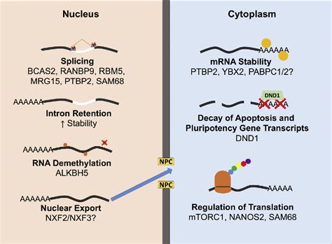 RNA Processing Steps 的图像结果