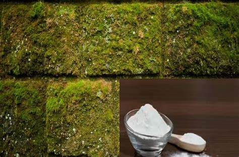 10 रुपये के पाउडर से मिनटों में हटेगी काई, पेंट कराने से पहले जरूर करें ...