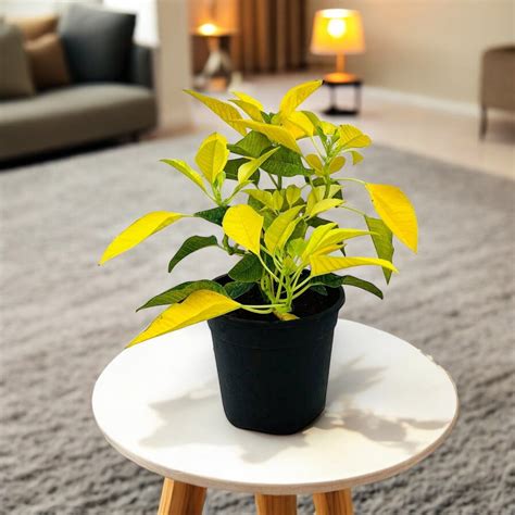 Buy Poinsettia Yellow Plant online at best price