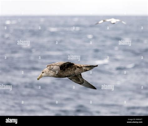 Southern Giant Petrel; Macronectes giganteus; Antarctic giant petrel ...