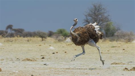 Ostrich in Flight : r/natureismetal