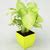 Syngonium - Make Your Environment Healthy– Bloomsvilla