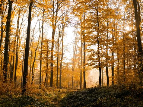 Bing Wallpaper Fall Forest 的图像结果