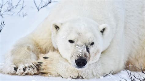 Climate Change Will Make Polar Bear Tourism More Unpredictable