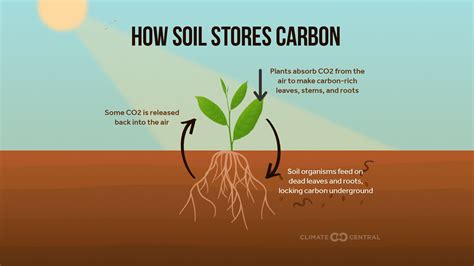 Homegrown soil carbon – soil carbon basics | Apple and Pear Australia ...