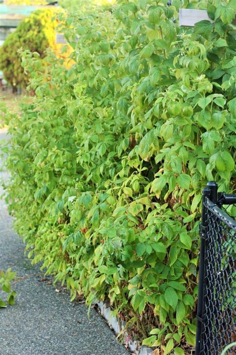 Image result for How to Support Raspberry Bushes