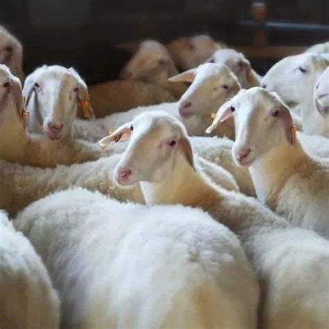 养羊的利润与成本_养殖_规模化_费用