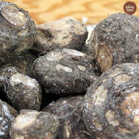 Jimikand - Elephant Foot Yam: Organic and Unique Root Vegetable in ...