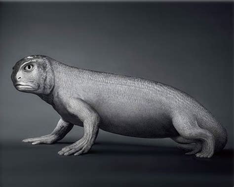 Humans Evolution Line since Fish 的图像结果