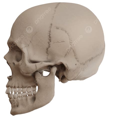 Skull Side Profile