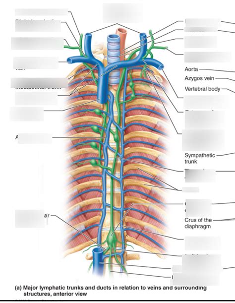 Image result for Lymph Trunk Function
